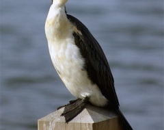 Australian Pied Cormorant