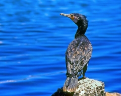 Black Cormorant