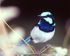 Male Fairy Wren