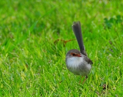 Female Fairy Wren