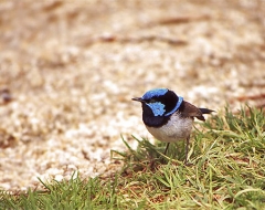 Male Fairy Wren