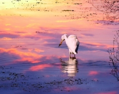 Egret