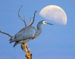 Grey Egret