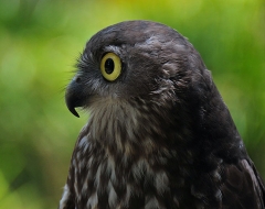 Australian Barking Owl