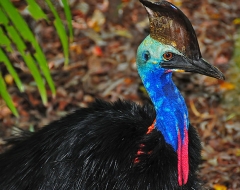 Cassowary