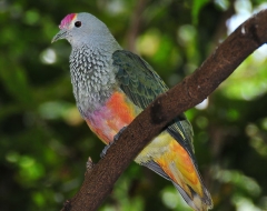 Rose-crowned Fruit Dove