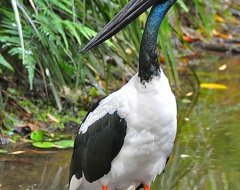 Australian Jabiru Bird