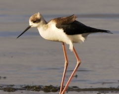 Immature Black Winged Stilt