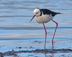 Black Winged Stilt