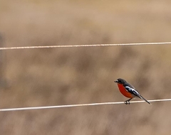 Red Crested Robin