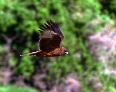 Swamp Harrier