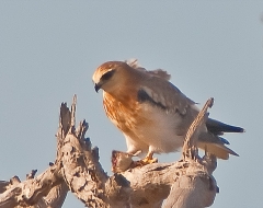 Square Tailed Kite