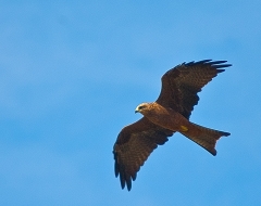 Spotted Harrier