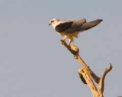 Black Shouldered Kite