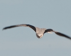 Black Shouldered Kite