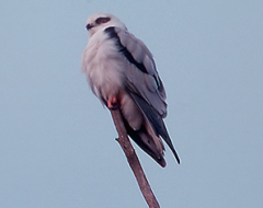 Black Shouldered Kite