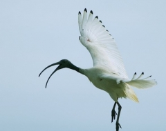 White Ibis