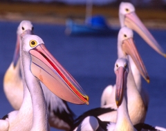 Australian Pelicans