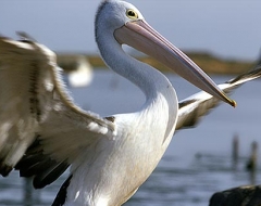 Australian Pelicans