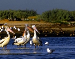 Australian Pelicans