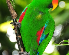 Eclectus parrot