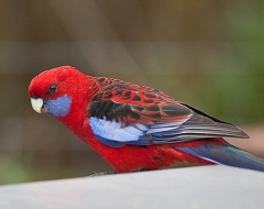 Crimson Rosella Parrot