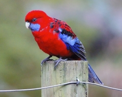 Crimson Rosella Parrot