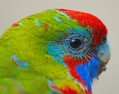 Rosella Parrot