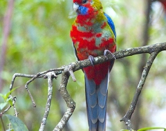 Rosella Parrot