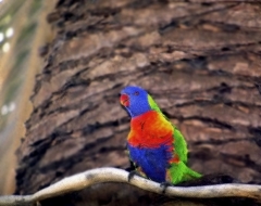 Lorikeet