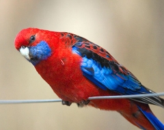 Rosella Parrot