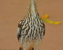 Australian Road Runner