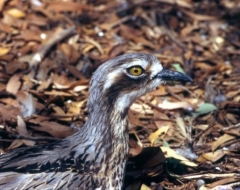 Australian Road Runner