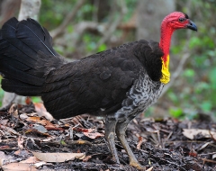 Australian Brush turkey