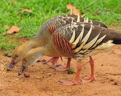 Australian Ducks