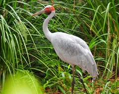 Sarus Crane