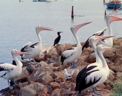 Australian Pelican