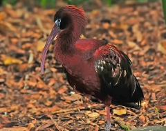 Australian Ibis