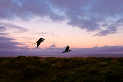 Two Birds Sunset