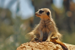 Meerkat