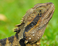 an00010-Australian Green Lizard