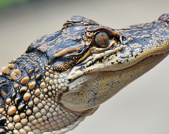 an00016-Australian Baby Croc