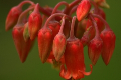 Dangling Bells