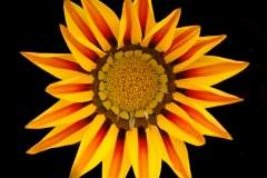 Yellow Black Daisy