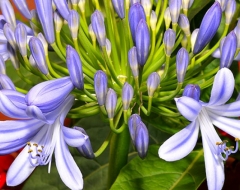 Spring Buds