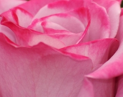 Pink Rose