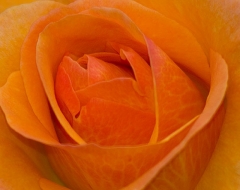 Orange Rose