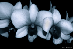 Orchids BW