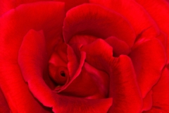 Red Rose