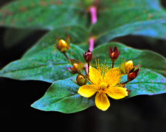 Yellow Bloom